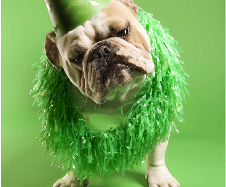 8 Consejos con las mascotas